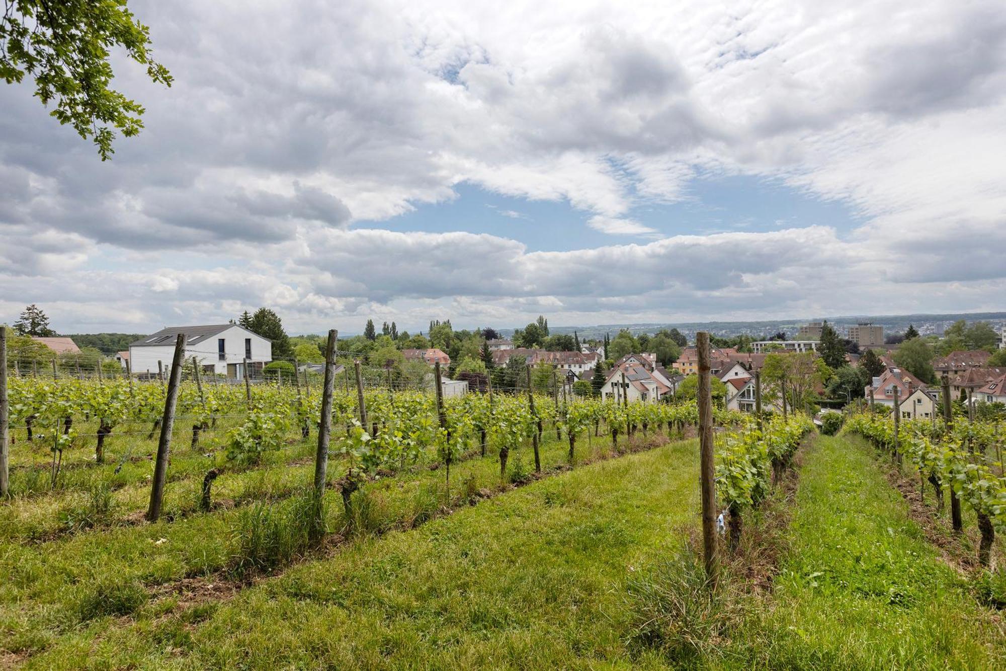 Rotes Haus Ueber Den Weinbergen Daire Konstanz Dış mekan fotoğraf